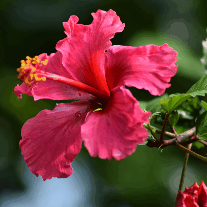 Hibisco 100g – Leveza, Sabor e Bem-Estar | Zartheit - Image 3